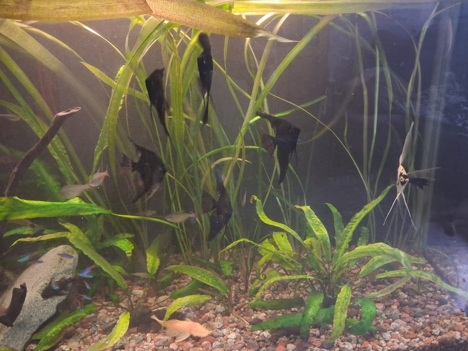 Продам аквариум почти даром!!!
