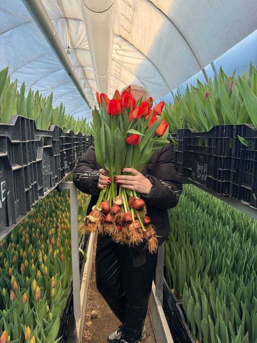 Тюльпаны оптом. Тюльпаны Алматы. Тюльпаны