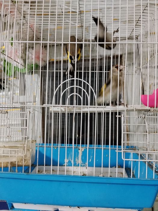 Норчила шигол сайрода