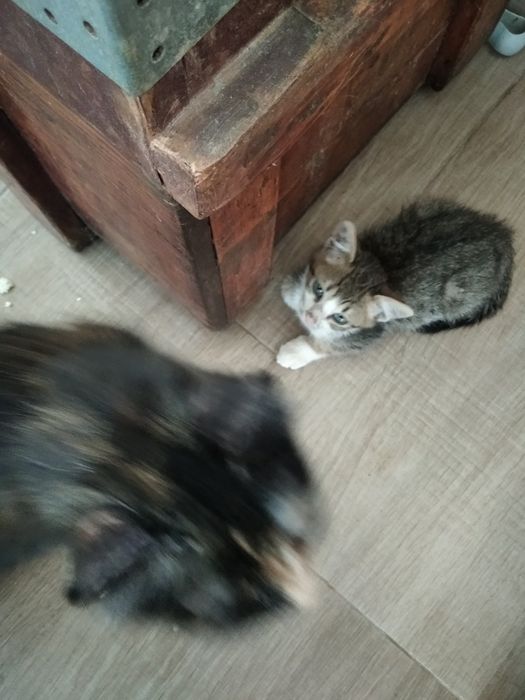 Подарява се мъжко коте