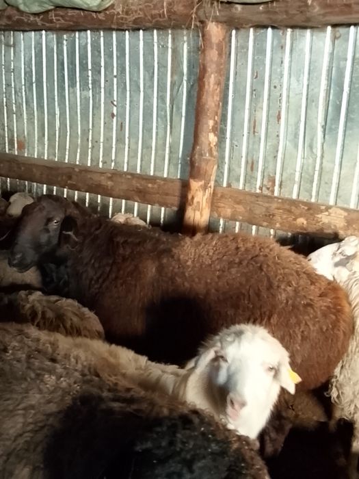 Қошқар (баран) производитель 4 года