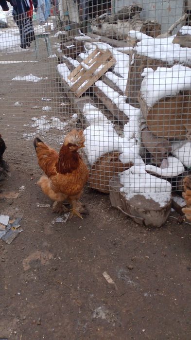 хохлатые лохманогие куры