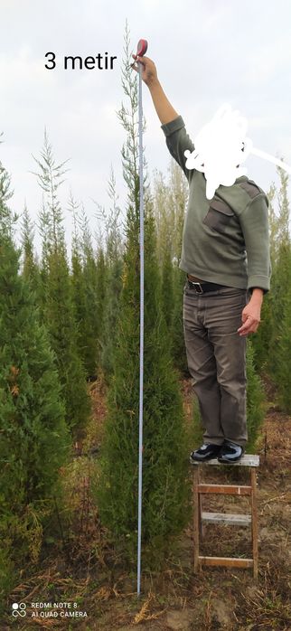 арча кучатлари оптом нархларда