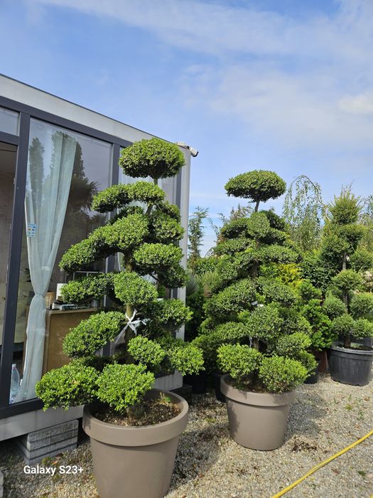 Plante ornamentale