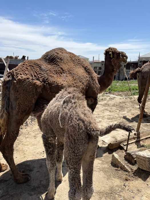 Сүтті түйе сатылады…