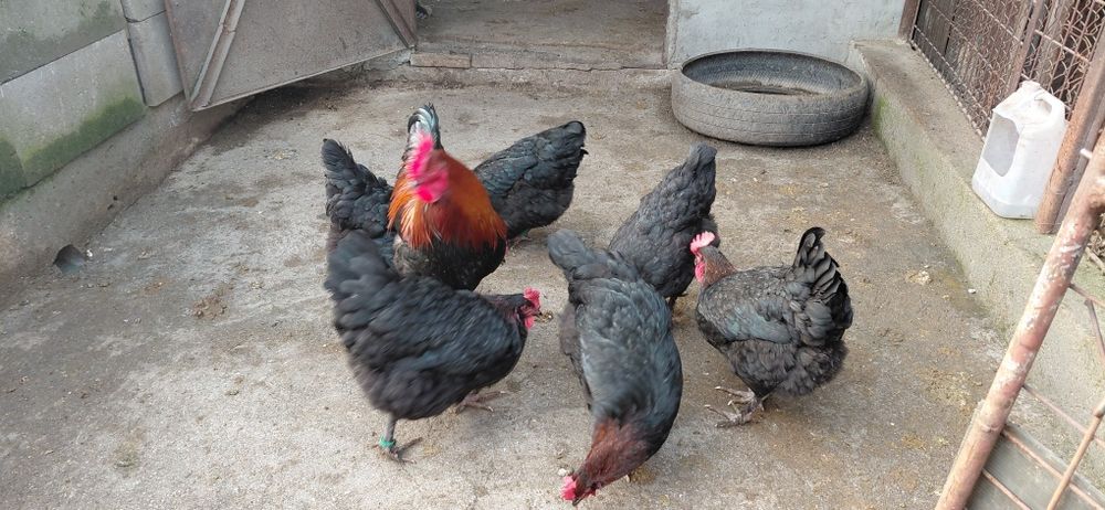 Oua pt incubat Marans si Araucana