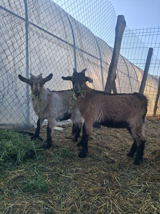 Vand sau dau la schimb iezi