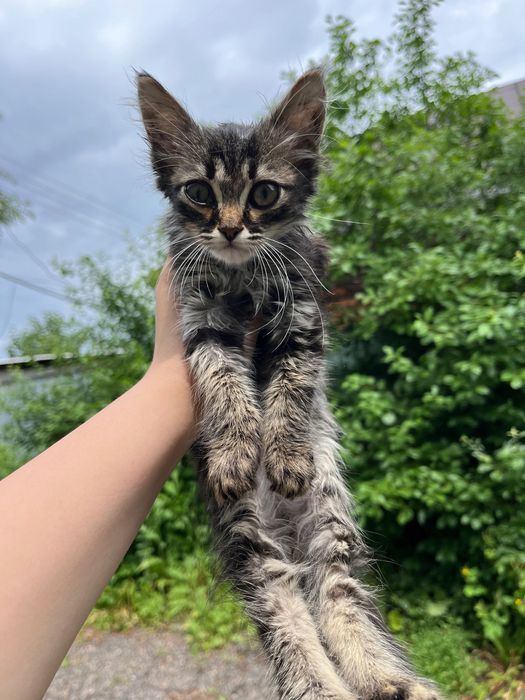 Котенок в добрые руки