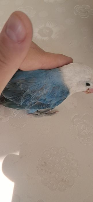 Lovebird nar zotdor