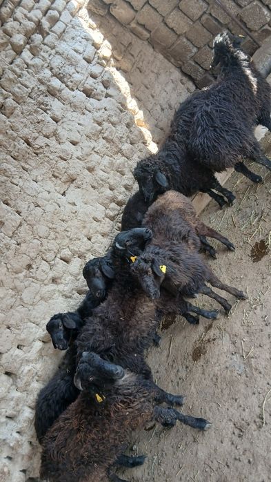 8 бас қошқарлар .