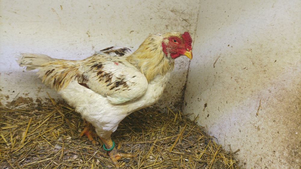 Familie Combatant Indian an 2025