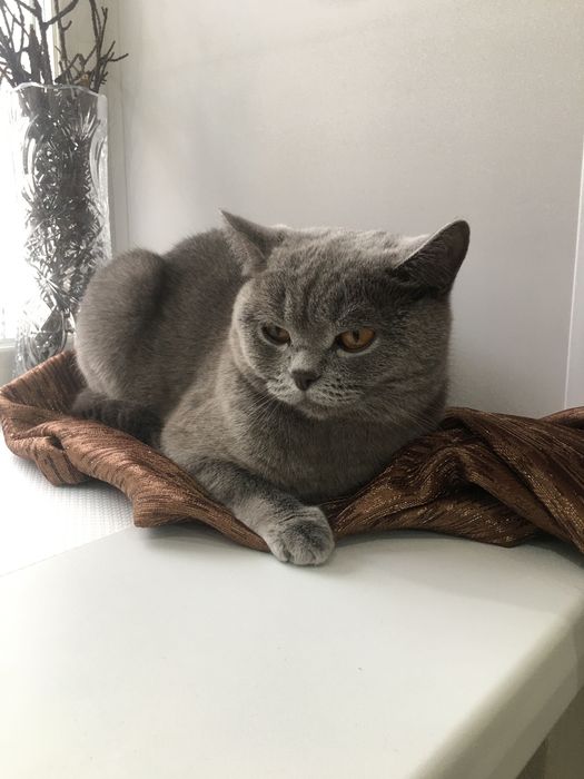 Животные для вязки