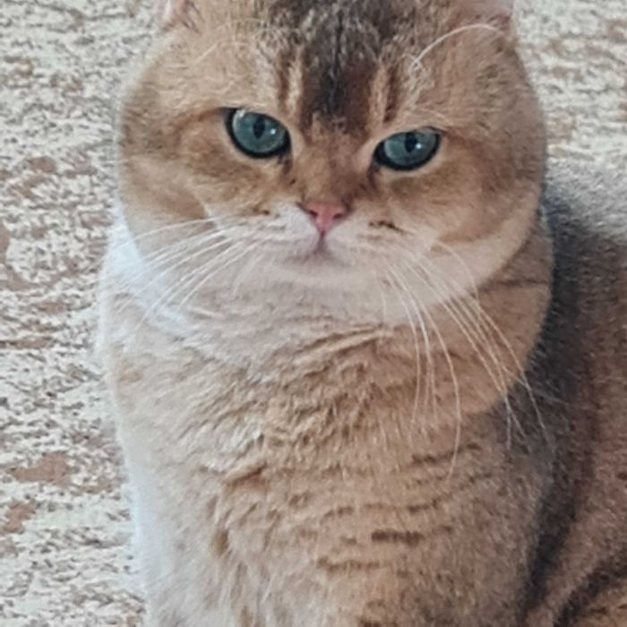 Британский короткошерстный