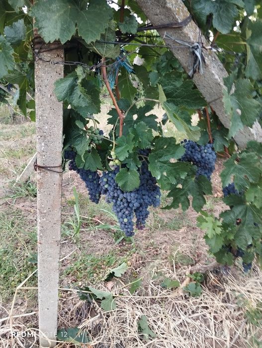 Struguri negri pentru vin.