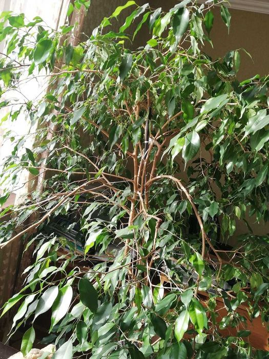 продам дерево/фикус