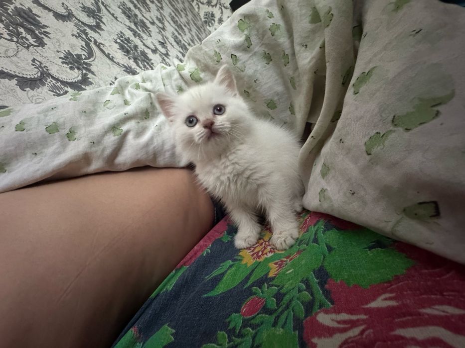 Продам котика британская