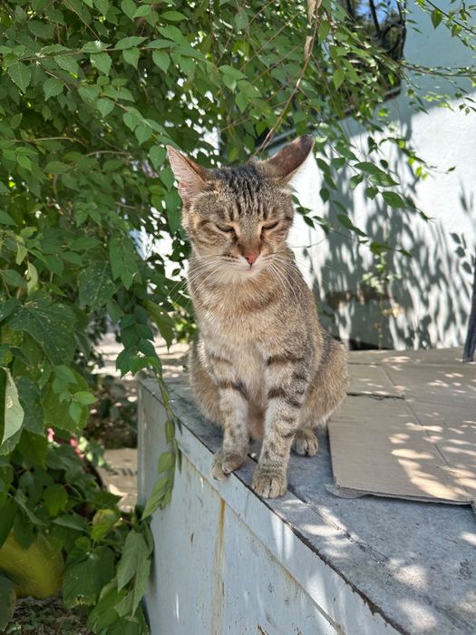 В добрые руки кошечка