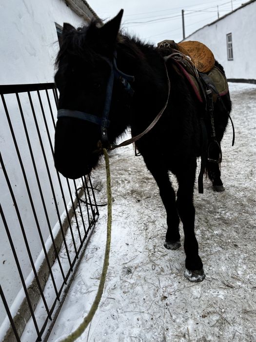 Жеребец 3х летка