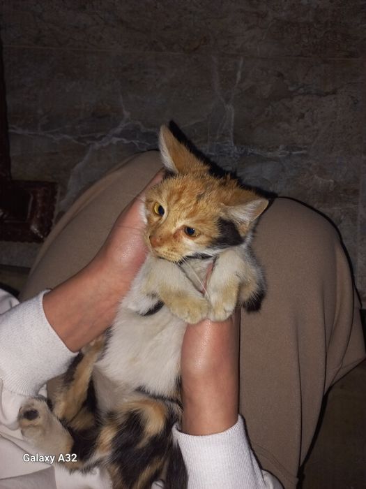 Отдам котят в хорошие руки