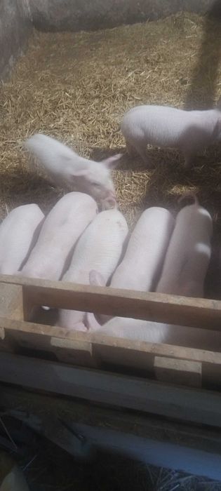 Прадавам малки прасенца