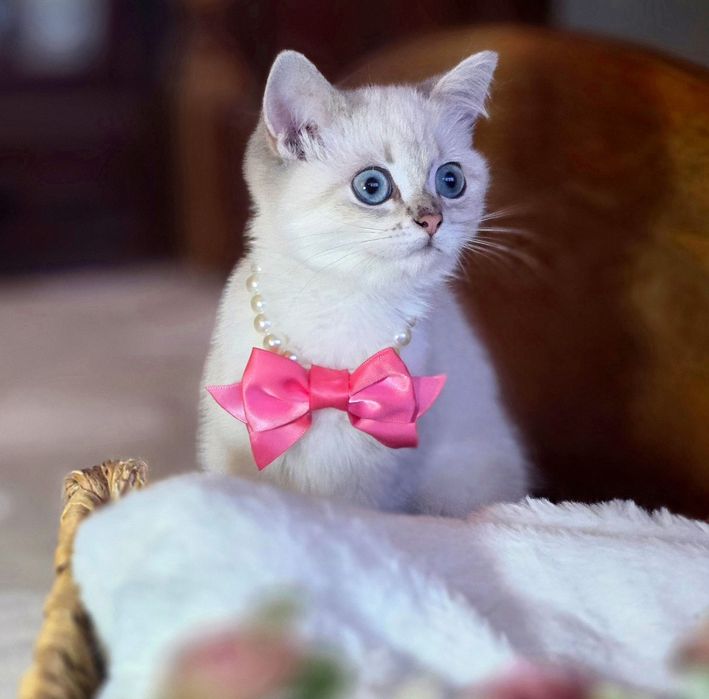 British Shorthair fetiță cu pedigree WCF