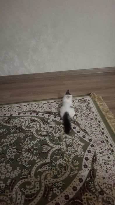 Кошечка ищет дом