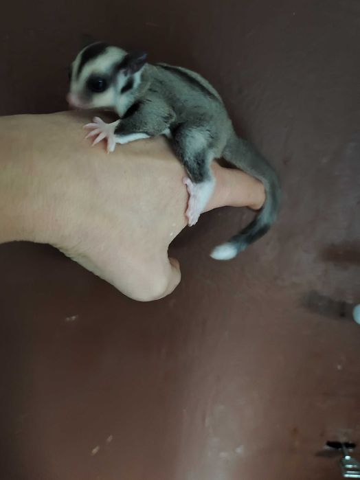 Захарна летяща катеричка