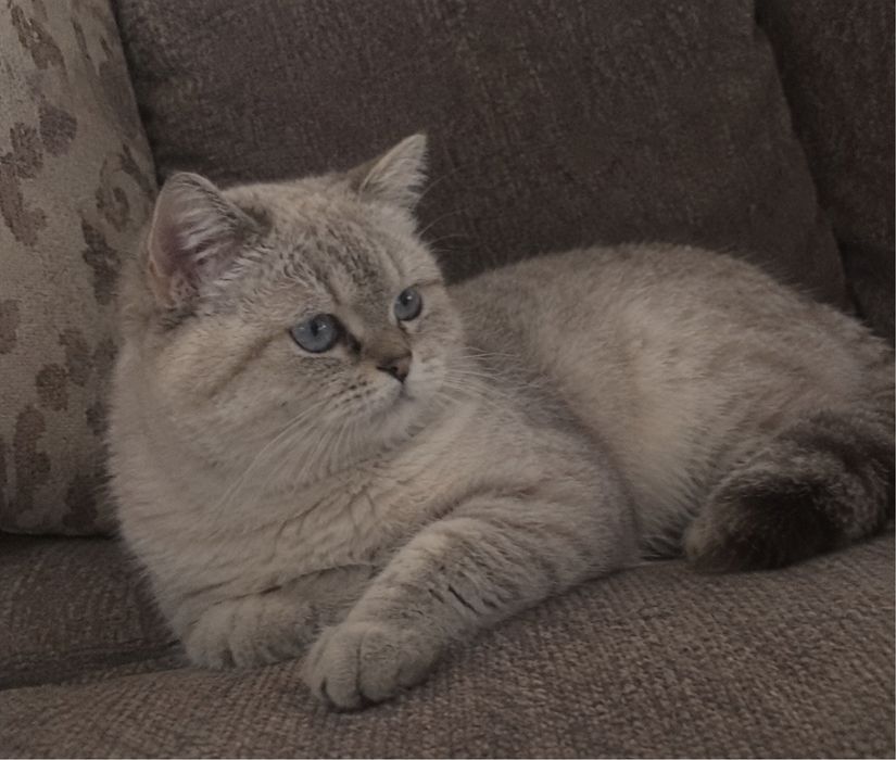 Шотландские вислоухие котята