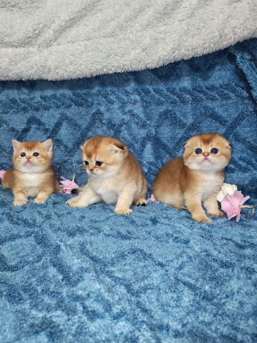 Золотая шиншилла котята