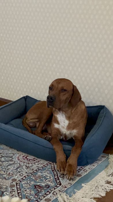 Собака породы Пойнтер