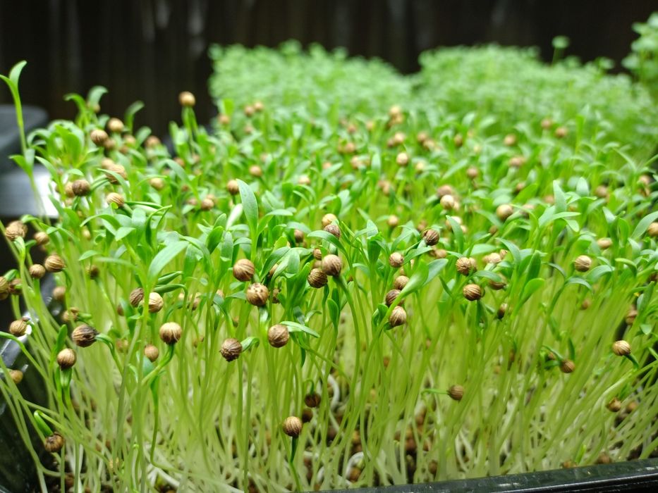 Микрозелень в боксах