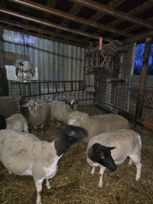 Mielute bune de prasila, tinere si cu potential.