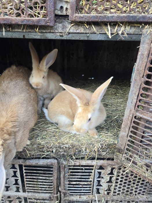 Iepurași uriaș german galben