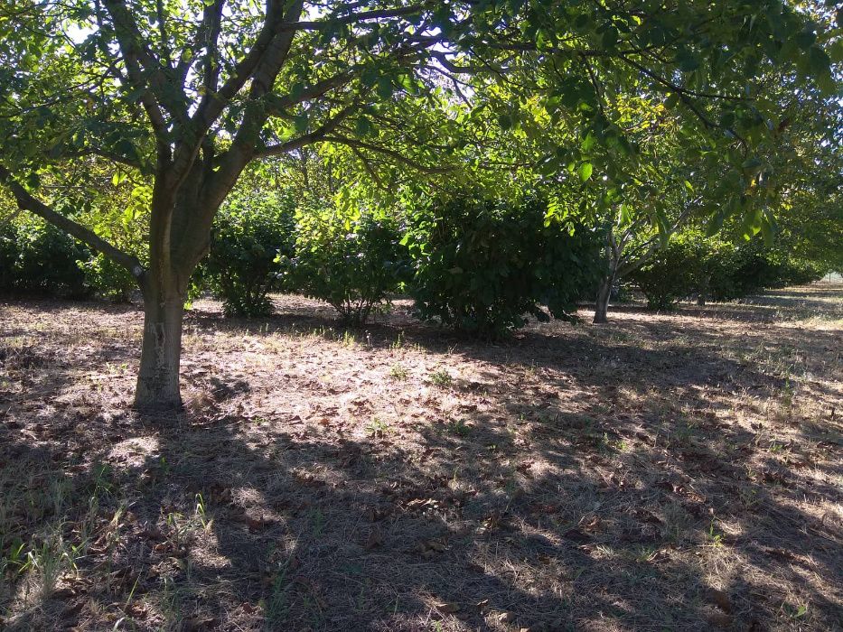 Продава се Земеделски имот в Шумен, Център -  кв.м за 3060 €/дка - Снимка #4