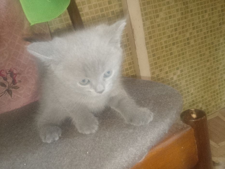 Котята британцы...