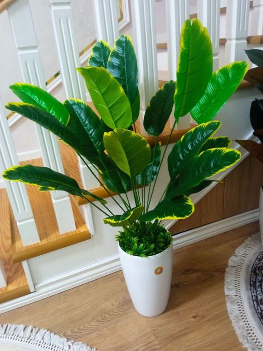 Суний гуллар арзони