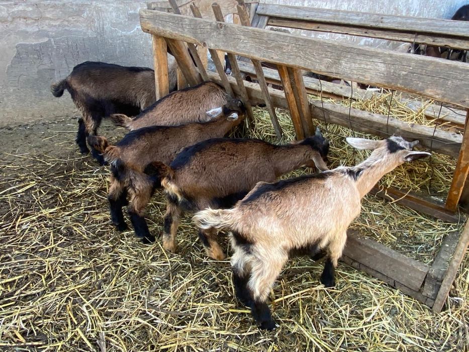 Продаеться козлята