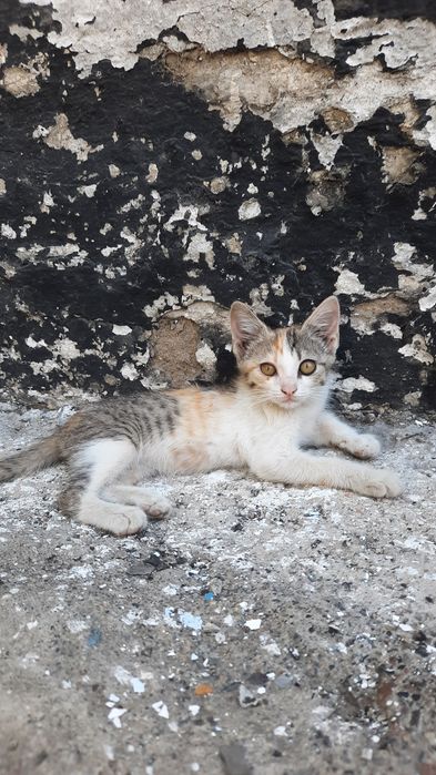 Марғаулар, котята