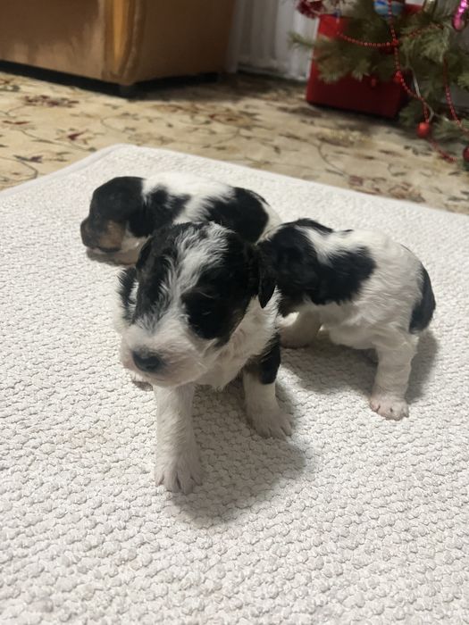 Продам щенков фокстерьера