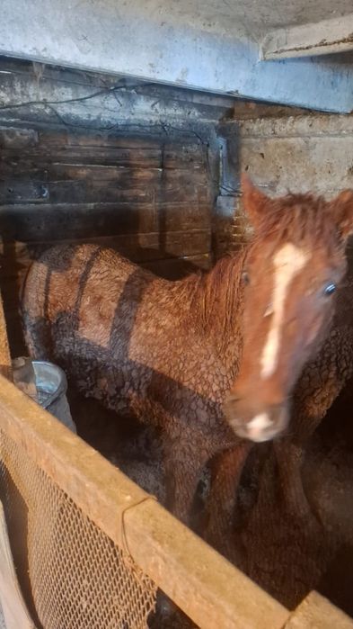 Семіз тай сатылады