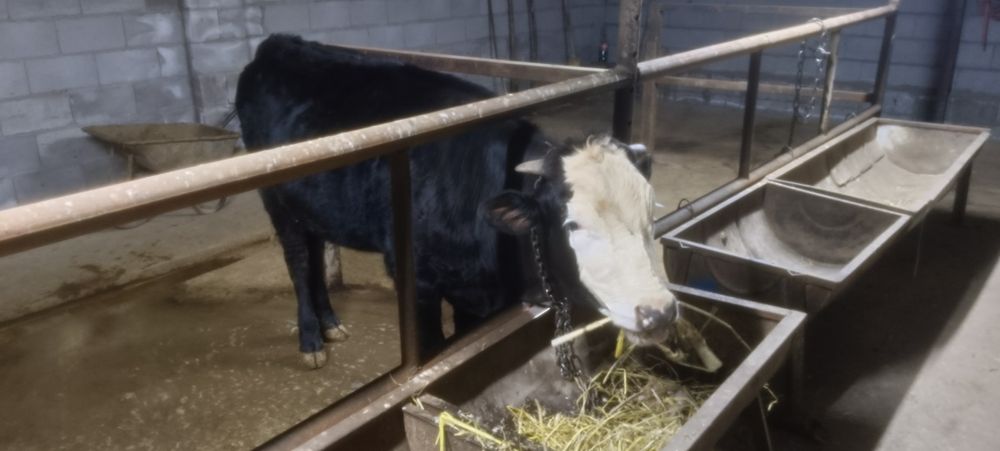 Продам двух тёлочек по 1.3 месяца