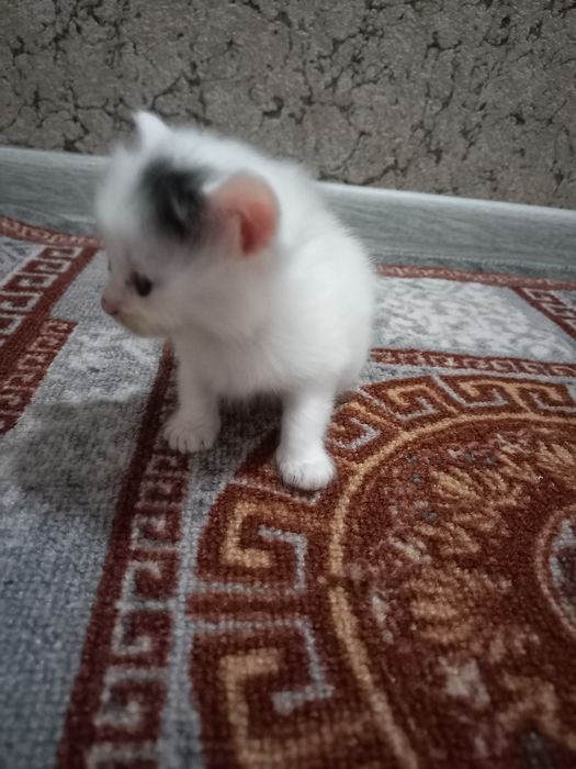 Бесплатно котята