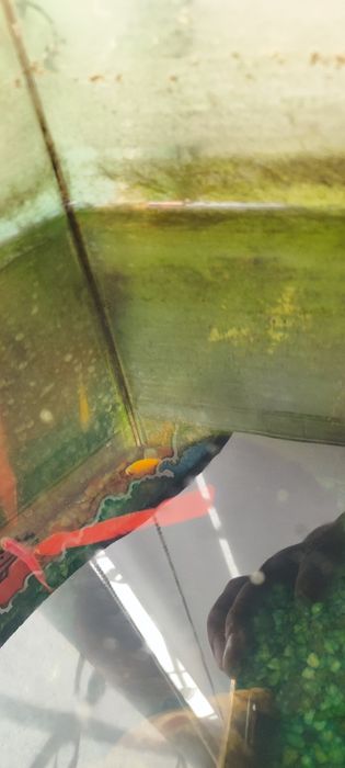 Аквариум с двумя рыбками