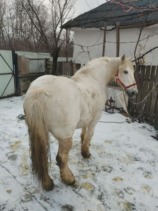 Cal castrat de vânzare 12 ai de vânzare