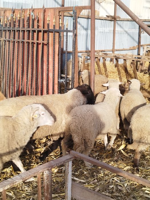 Oi cu mei și nutreț