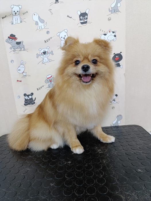 Груминг, стрижка собак, экспресс-линька