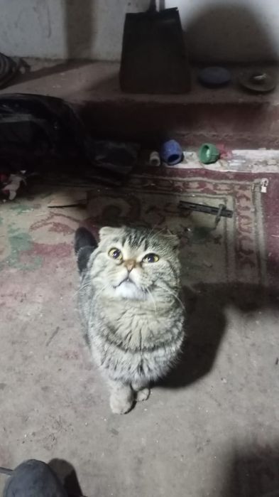 Продается кот срочно