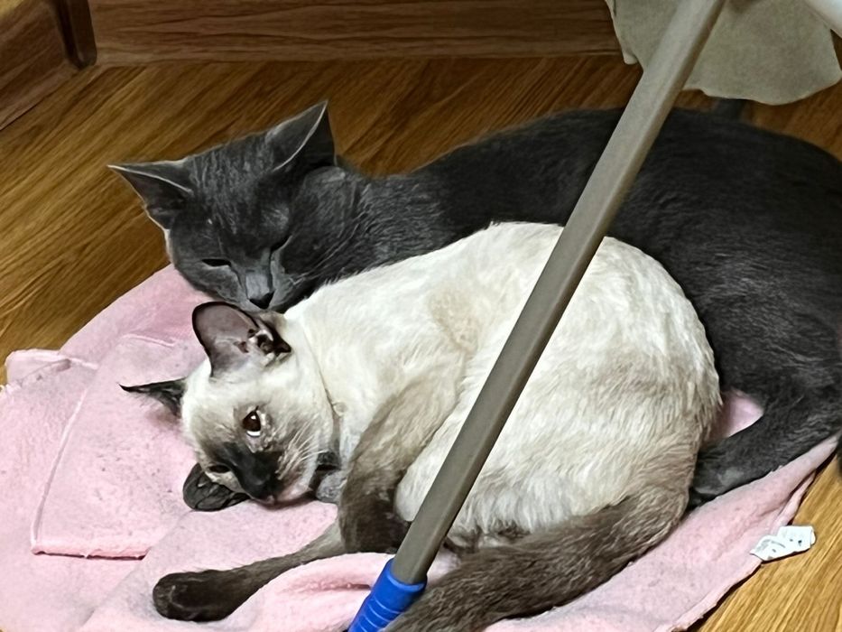 Ищу хозяев коту и кошечке