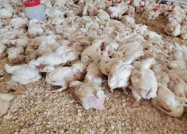 Pui de carne şi pui de rasa mixta