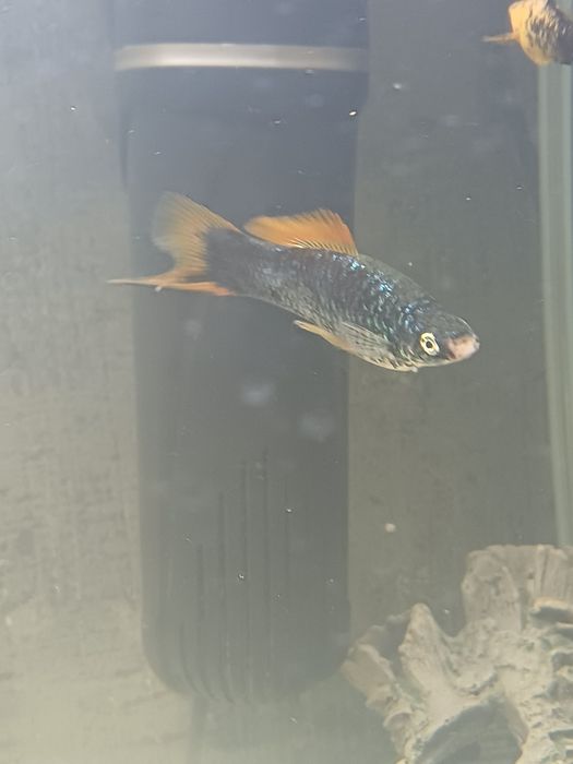 Молинезия и меченосец